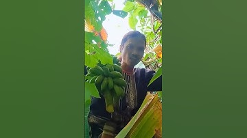 Bội thu chuối hột rừng #shorts