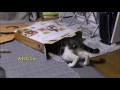 空箱に興味津々の猫☆無理やりすぎるリキちゃん☆かまってちゃん猫とガリガリシェルフ作り番外編☆【リキちゃんねる　猫動画】Cat videos キジトラ猫との暮らし