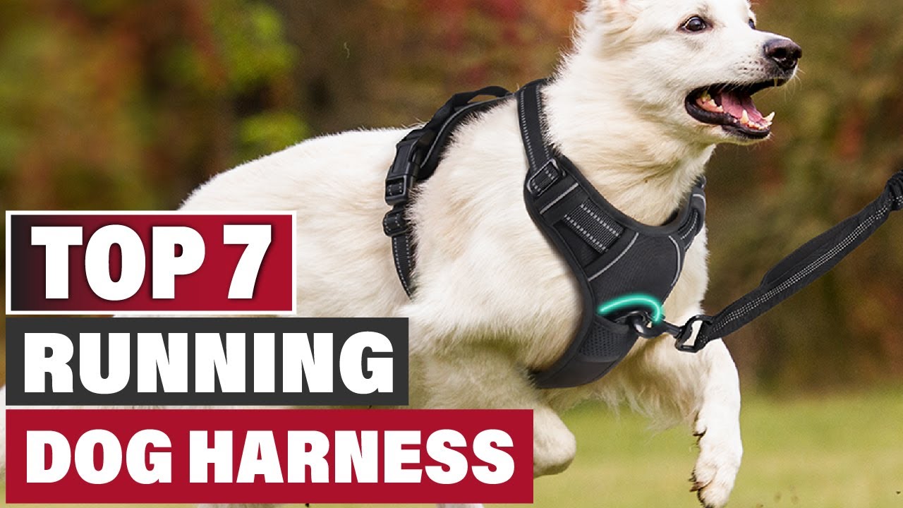 7 Best Dog Harnesses for Running: The Ultimate Review