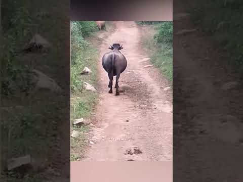 Tigre ataca a vaca