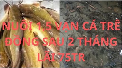 chi phí nuôi cá trê trên bể xi măng, #chiphinuoica #Raising fish in cement tanks #fish #nuoica