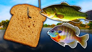 How to Catch MONSTER Fish w/ BREAD!