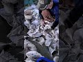 Extreme Fish Skinning Process : Fast Precision Flesh Separation