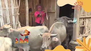 Menjelajah Kampung Kerbau Bareng Bunda Iin | SI OTAN (31/10/22)