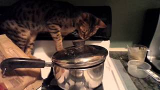 Lucifur wants potatoes by CAT's Cats 21,426 views 9 years ago 1 minute, 31 seconds