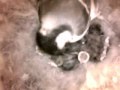 Birdcam_2010-04-29_16-57-32.wmv