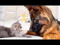 Tiny Kitten and German Shepherd are trying to be Friends