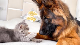 Tiny Kitten and German Shepherd are trying to be Friends