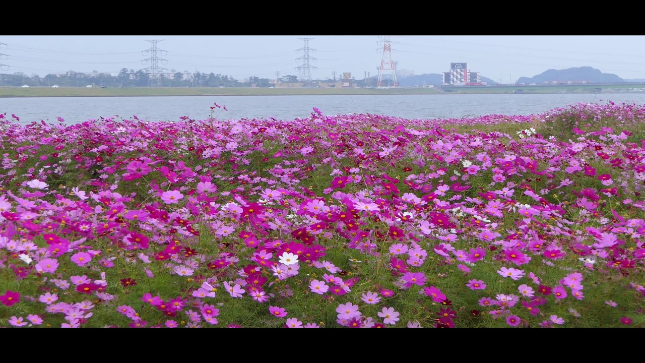 水巻町のコスモスまつり,2018