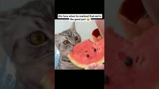 Cat Eats Watermelon with Owner, Bites Red Part, Gets Surprised
