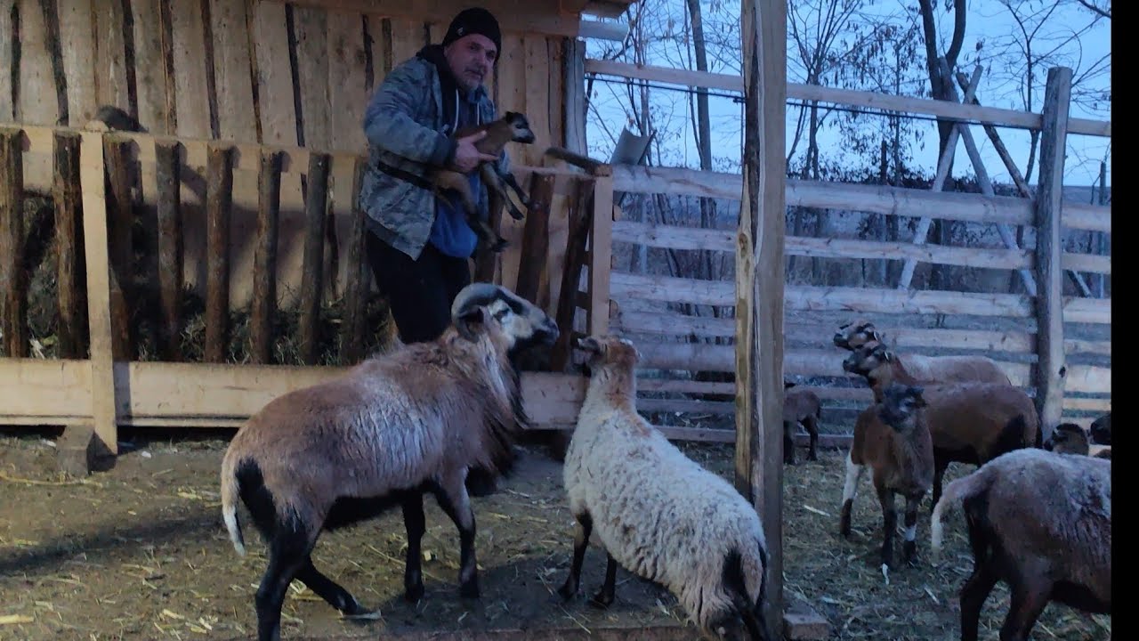 OIȚE 🐑 MUFLONI 🐑STRUȚI🐝ALBINE🐝SCRUMBIE LA GRĂTAR 🐬 SARAMURĂ 🐬 MĂMĂLIGĂ