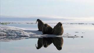 Southern coast of the Laptev Sea music by Sergey Orlov