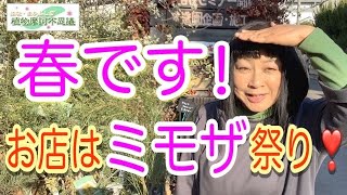 2022/3/7 この時期、いろんな種類のミモザ（アカシア）がお店に勢ぞろい。もう春が待ちきれない！