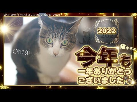 猫から「今年もありがとうございました。」 - 2022 -