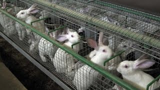 Rabbit farming -cage system