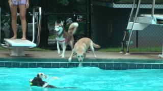 Puppy Pool Party!!!