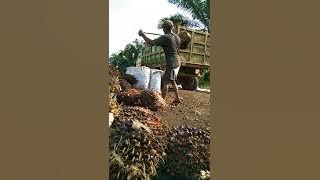 Bekerja keras demi sesuap nasi