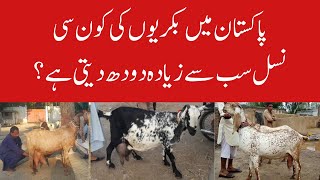 Highest Milk Producing Goat Breeds in Pakistan || Kamori | Beetal || Dr Noman Ali