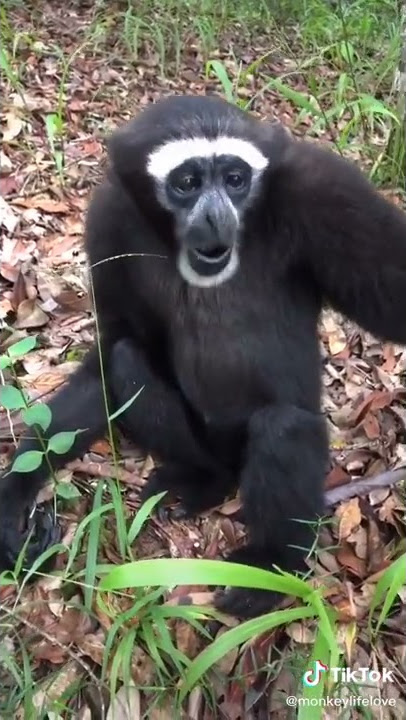 Bunyi Siamang #shorts