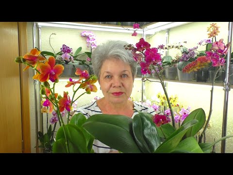 Video: Indoor-Orchideen: Typen, Fotos Und Namen