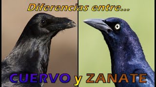 Diferencias entre CUERVO y ZANATE 🐦⬛