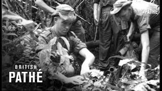 Malayan Jungle Patrol Aka Malaya Report (1953)