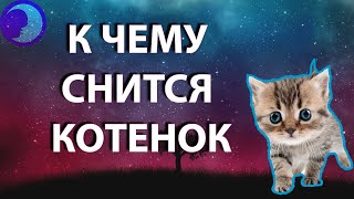 К чему снится котенок Во сне приснился котенок 😴 Сонник 😴 Толкование снов 😴