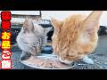 猛暑日のお昼に猫たちにご飯をあげると・・・ さくらねこへのエサやり 地域猫ボランティアさん急逝後火事エリア【視聴だけでも猫たちを助けることになります】支援者様 視聴者様 猫たちに神のご加護を！