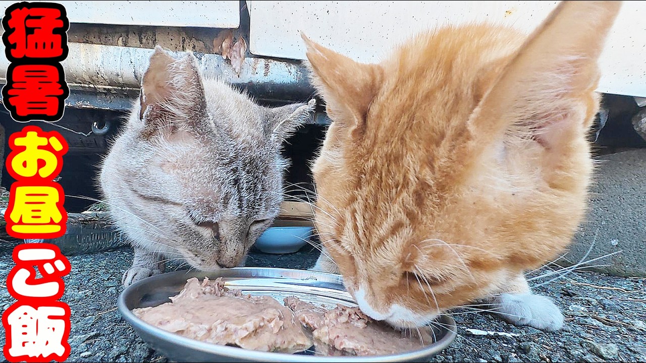 猛暑日のお昼に猫たちにご飯をあげると・・・ さくらねこへのエサやり 地域猫ボランティアさん急逝後火事エリア【視聴だけでも猫たちを助けることになります】支援者様 視聴者様 猫たちに神のご加護を！