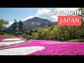 Spring day trip in chichibu japan  temples  sakura near tokyo