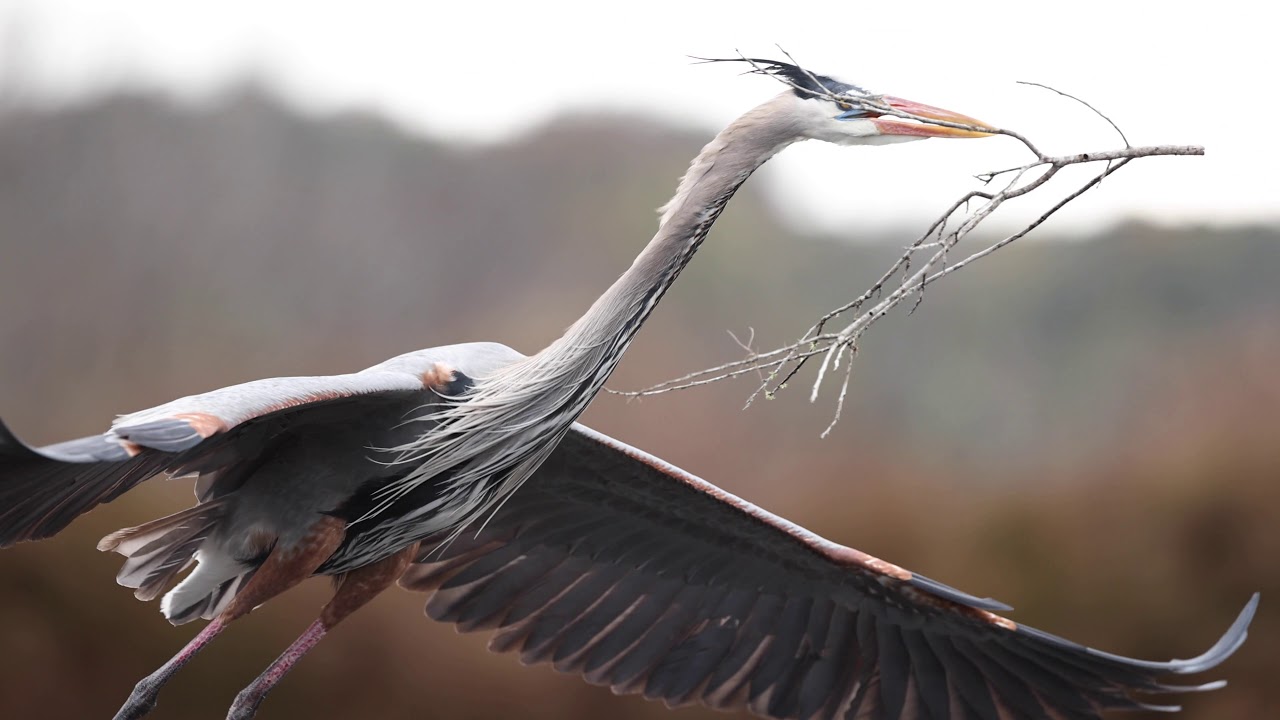 Great blue heron nesting