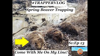 SPRING BEAVER TRAPPING WITH CONIBEARS | 3 BEAVERS CAUGHT IN THIS EPISODE!  |  S1:Ep12