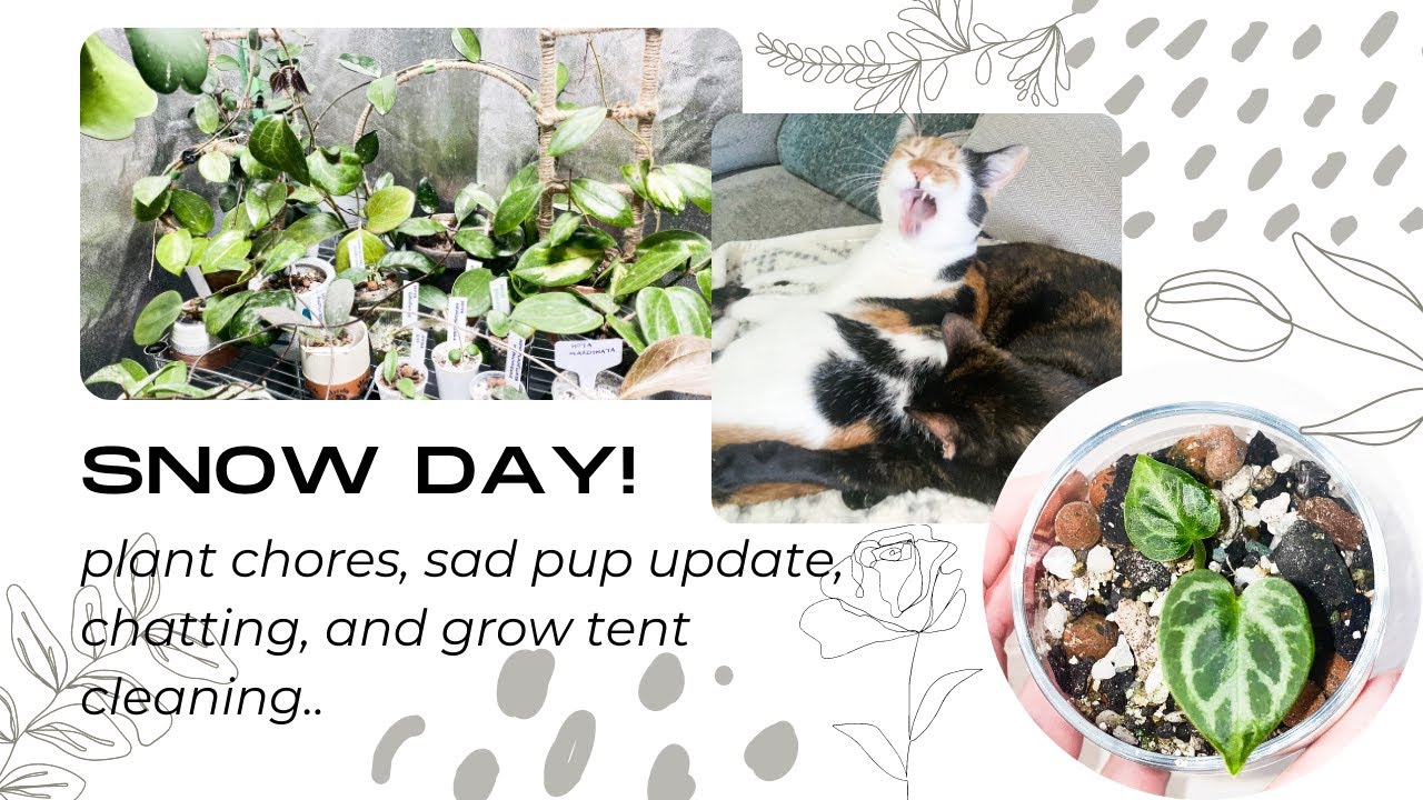 Snow Day Plant Chores + Pup Updates, Grow Tent Cleaning, and More!