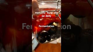 "burp" the jar daily during active #fermentation #fermentationprocess #lacto-fermented fruit