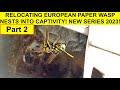 RELOCATING INVASIVE EUROPEAN PAPER WASP NESTS - PART 2 OF ONGOING SERIES 2023! Polistes Dominula!
