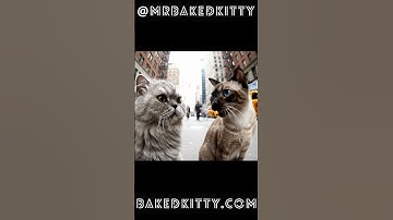 Mr.BakedKitty Shenanigans  #catlife #catlovers #catnip #catnipcraze #catshorts #catvideos