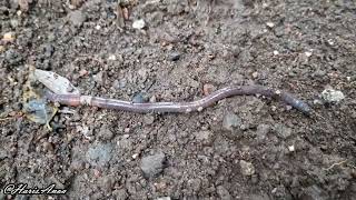 Mengenal suara cacing tanah Earthworm sound in tropical region, Indonesia