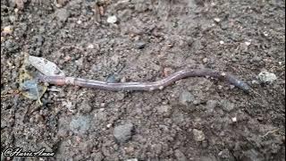 Mengenal suara cacing tanah | Earthworm sound in tropical region, Indonesia