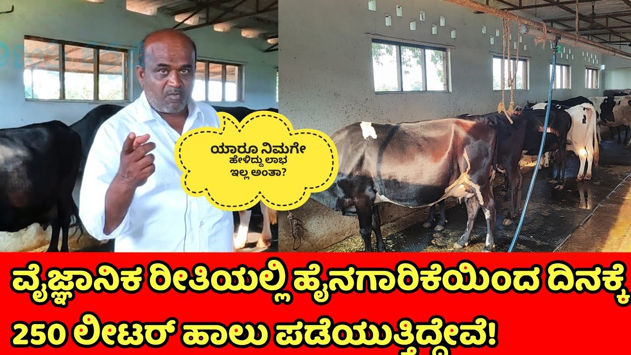 ಪ್ರತಿದಿನ 20 ಹಸುಗಳಿಂದ 250ಲೀಟರ್ ಹಾಲು ಪಡೆಯುತ್ತಿದ್ದೇವೆ | hainugarike | HF cow milk farming