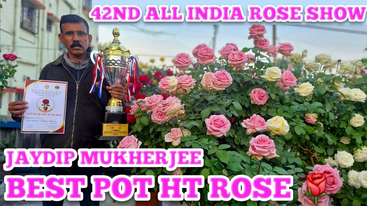 42nd ALL INDIA ROSE SHOW||BEST POT HT ROSE 🌹||BEST IN SHOW||JAYDIP MUKHERJEE||