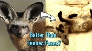 I Bought the 'Best' Pet Fox Species