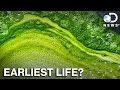 What The Crap Is Algae Anyway?
