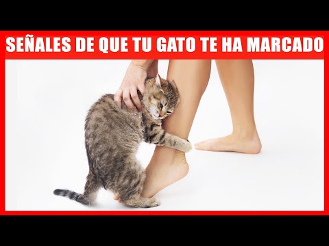 Video: 12 señales de advertencia de cáncer de gato que todo propietario debería saber