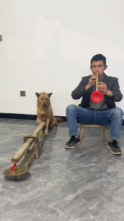 Nice drummer! 🐶 #realdrum #viral #viralvideo #dog #animalslovers #animalsarefriends #animalslove