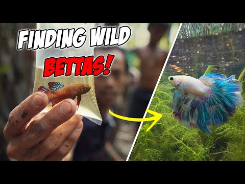 Vídeo: Gling fish i el seu hàbitat