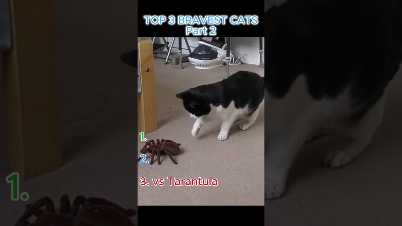 Top 3 Bravest Cats pt3 