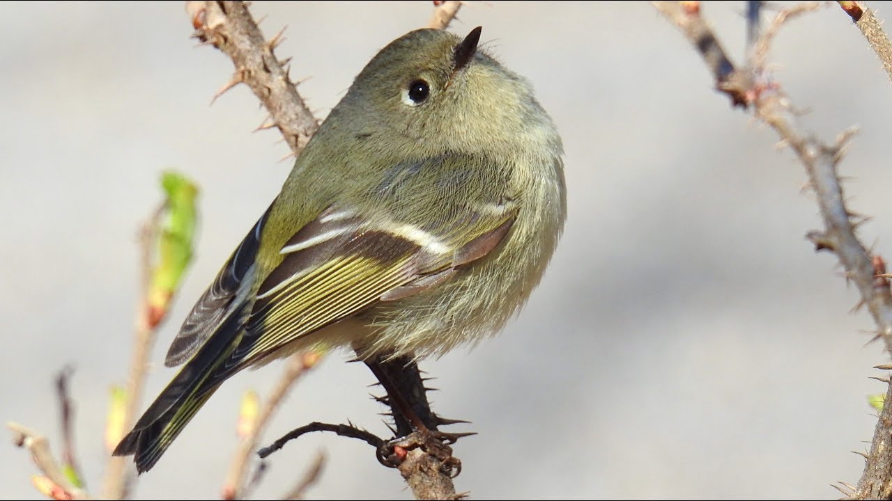 Oiseaux Du Québec Chants Et Cris 3 Birds Songs And Calls 3