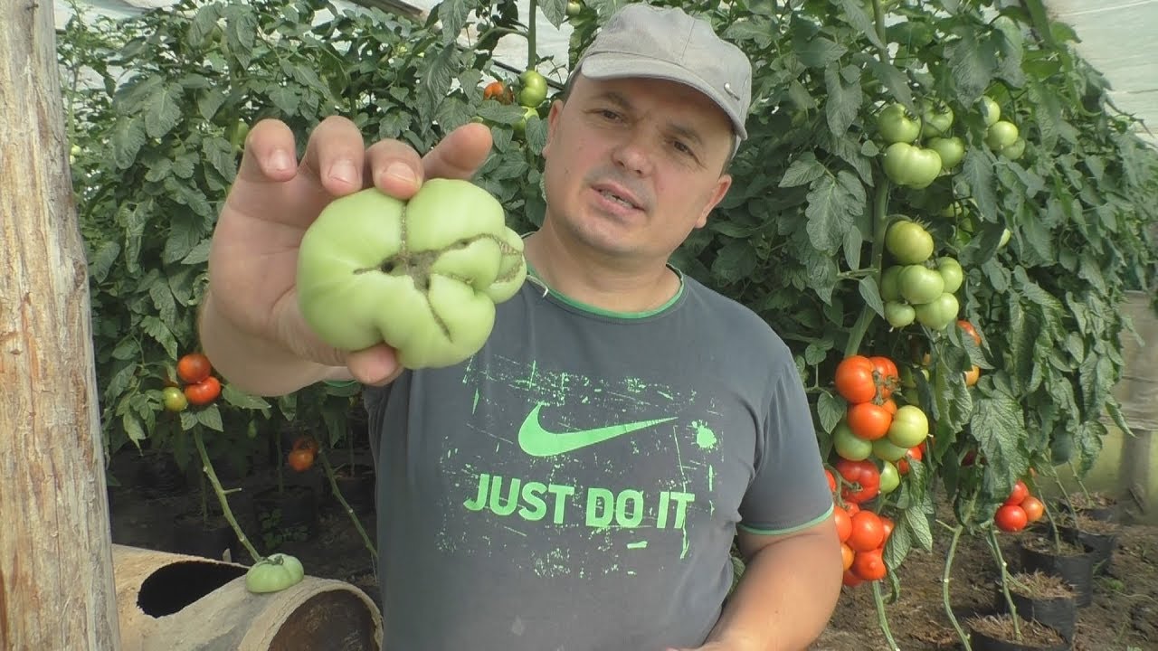 Почему плоды помидоров кривые?