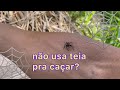 CONHEÇA A ARANHA PAPA-MOSCA