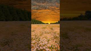 Manzara Huzur Çiçek Bahçeleri